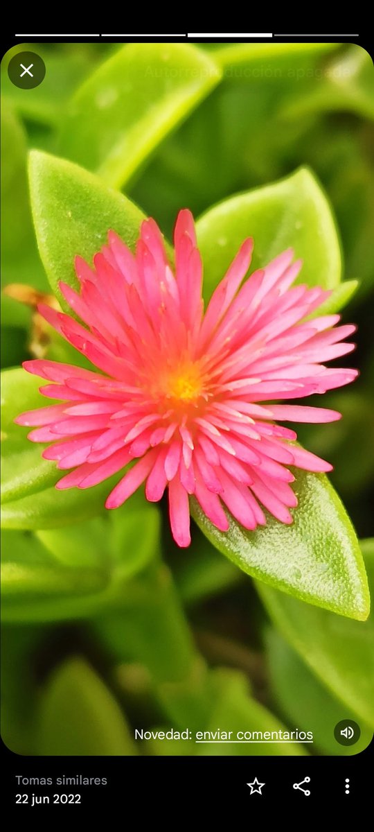 Uauuuuu @soy_duda y @LaUtopiadeIrma acompañando a #soyNacho y a <a href="/MiguelTM80/">Miguel Torres</a> 💚 #MientrasVuelveLaMagia
#BosqueHabitadoRadio3 <a href="/BosqueHabitado/">El Bosque Habitado</a>