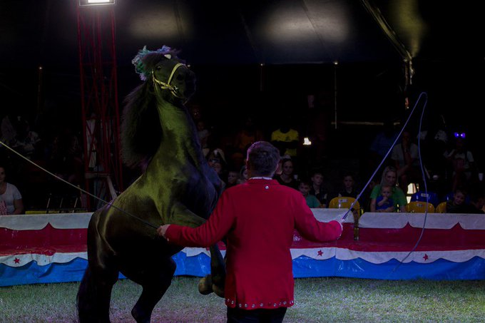 DenzilMclaren's tweet photo. Don't miss @mclarenscircus final Exciting Show in #Bloemfontein Today at 3pm ๐ช๐๐๐คก๐ฉ๐ด๐โค๏ธ
#Bloem #FreeState Coming next to #AliwalNorth #Stutterheim & #EastLondonSA #EasternCape
All Show Times: https://t.co/2CJ9WGyTV5
Buy Tickets online: https://t.co/wsY55Vvbk8 Blessed Sunday https://t.co/QD0y9Q4eEc