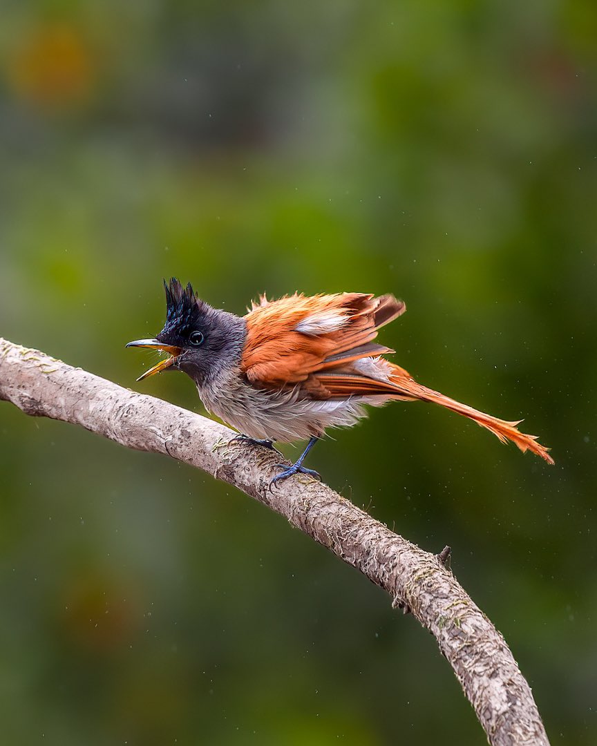 🌈अश्विनी (ᏗᏕᏂᏇᎥᏁᎥ)🇮🇳 tweet media