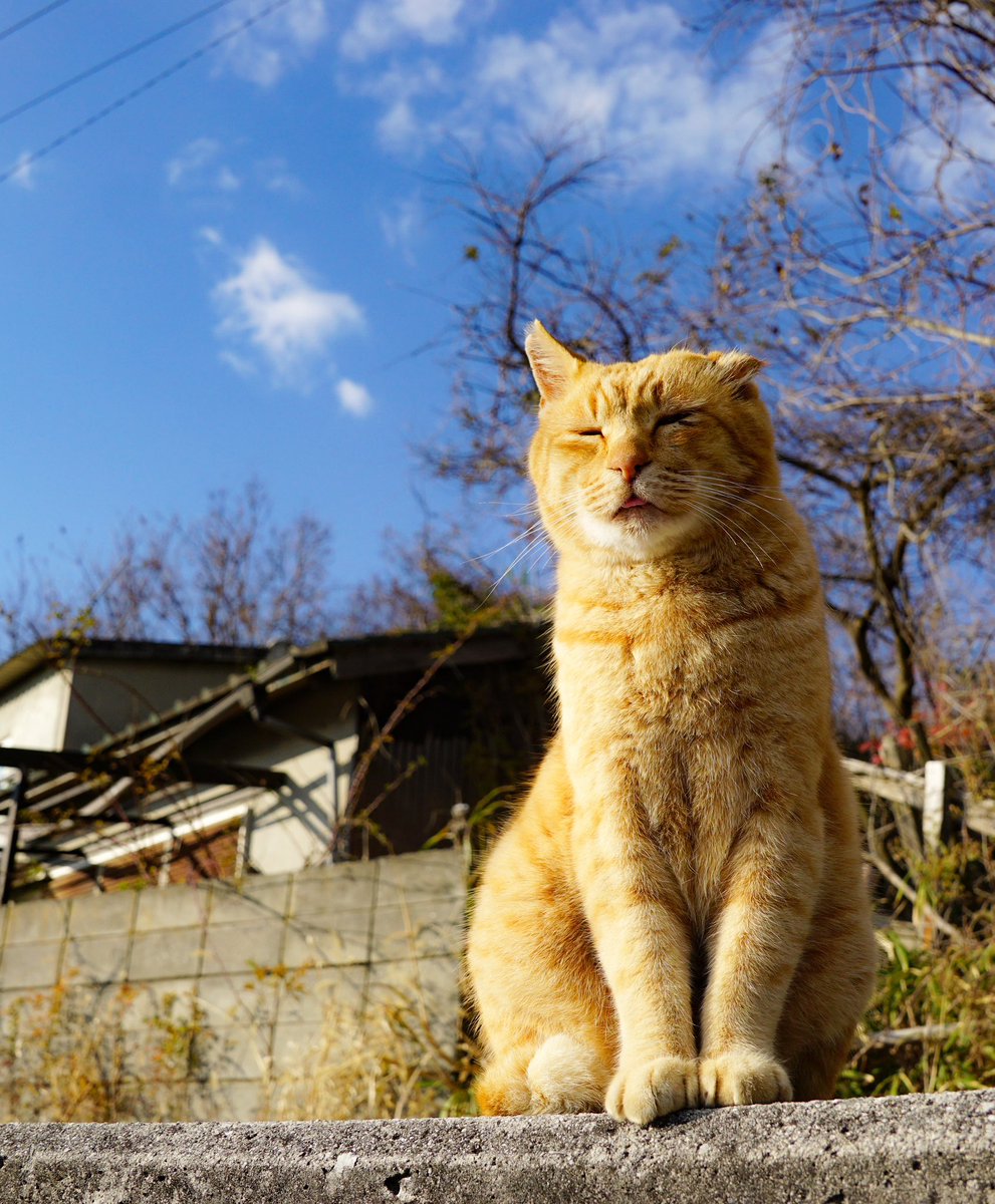 滲み出す
　　　人柄、しいては
　　　　　　　　　猫柄か

#猫　#猫写真　#さくら猫　#地域猫　#川柳　#猫川柳　#癒し