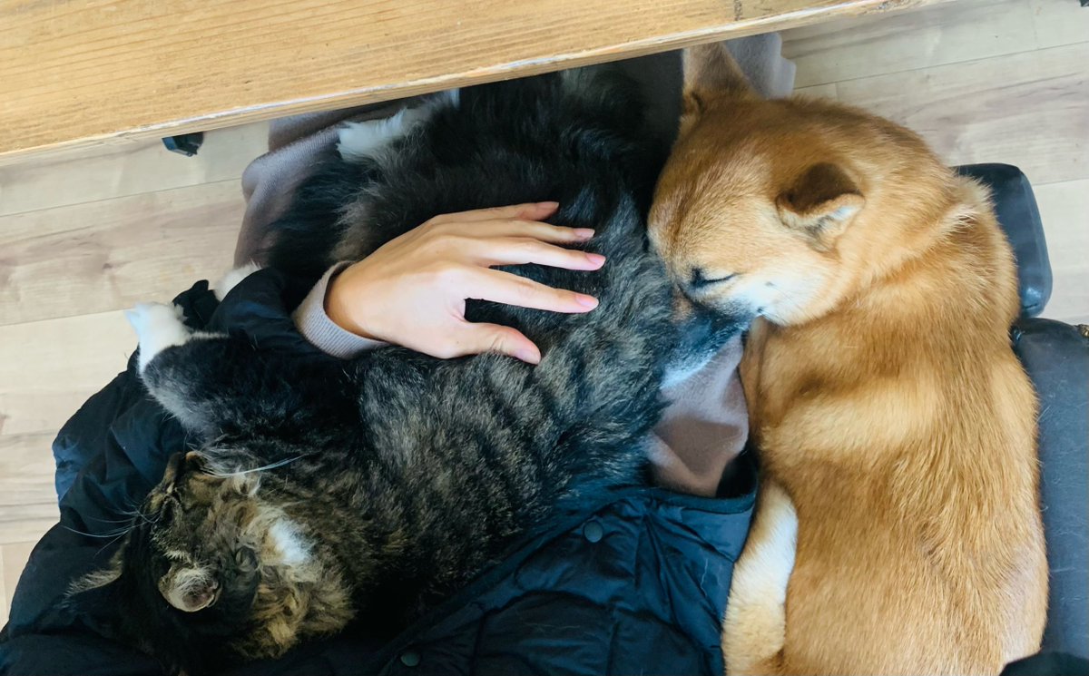 「怖がりの猫を引き取って2年。猫を追いかけちゃうハイパー元気犬を引き取って1年。 」|蛇蔵@天地創造デザイン部8巻発売中のイラスト