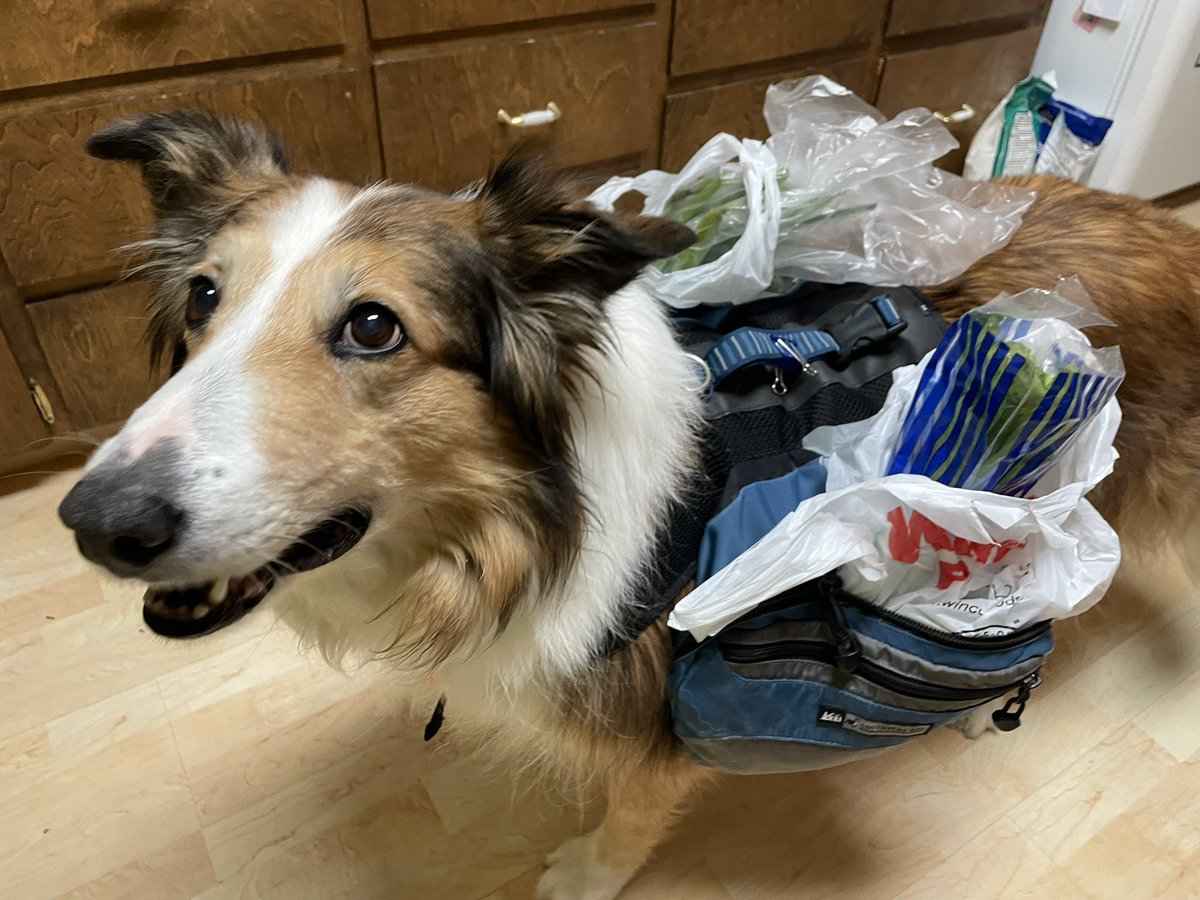 Here I am carrying groceries - working hard to help around the house! 
#dogsoftwitter #dogsofx #dogswithjobs