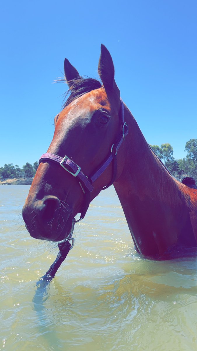 RJMooreOfficial's tweet photo. Enjoy a swim in the mighty Murray before Mildura trots Wednesday https://t.co/GM8uFYt3Yl