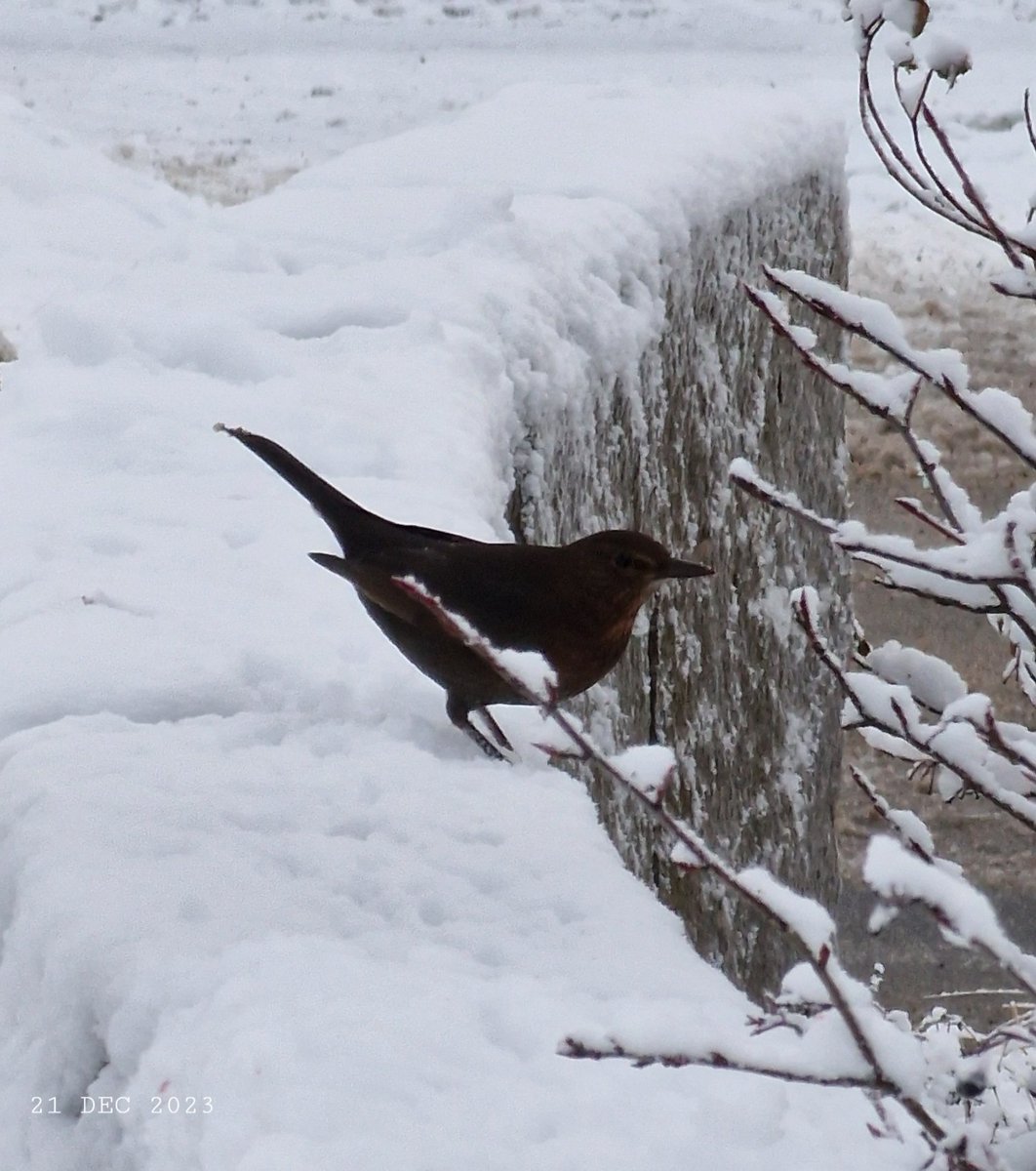 Jackdaw.
#nature #birds #jackdaw #winter #snow #BirdsPhoto #WinterPhoto