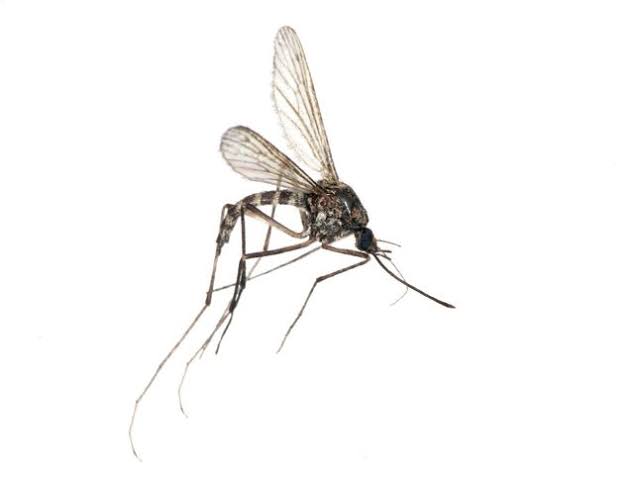 I hate these two equally, I don't know what role they play in the ecosystem but I hate them