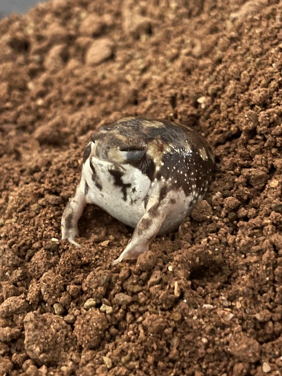 TheRoaringFrog's tweet photo. #Rain 
#Frog
#bushveld
#Breviceps
#Adspersus
Eating day! 
We ate and had a bath!
See you next week. 🐸 https://t.co/YbzlgFqhd3