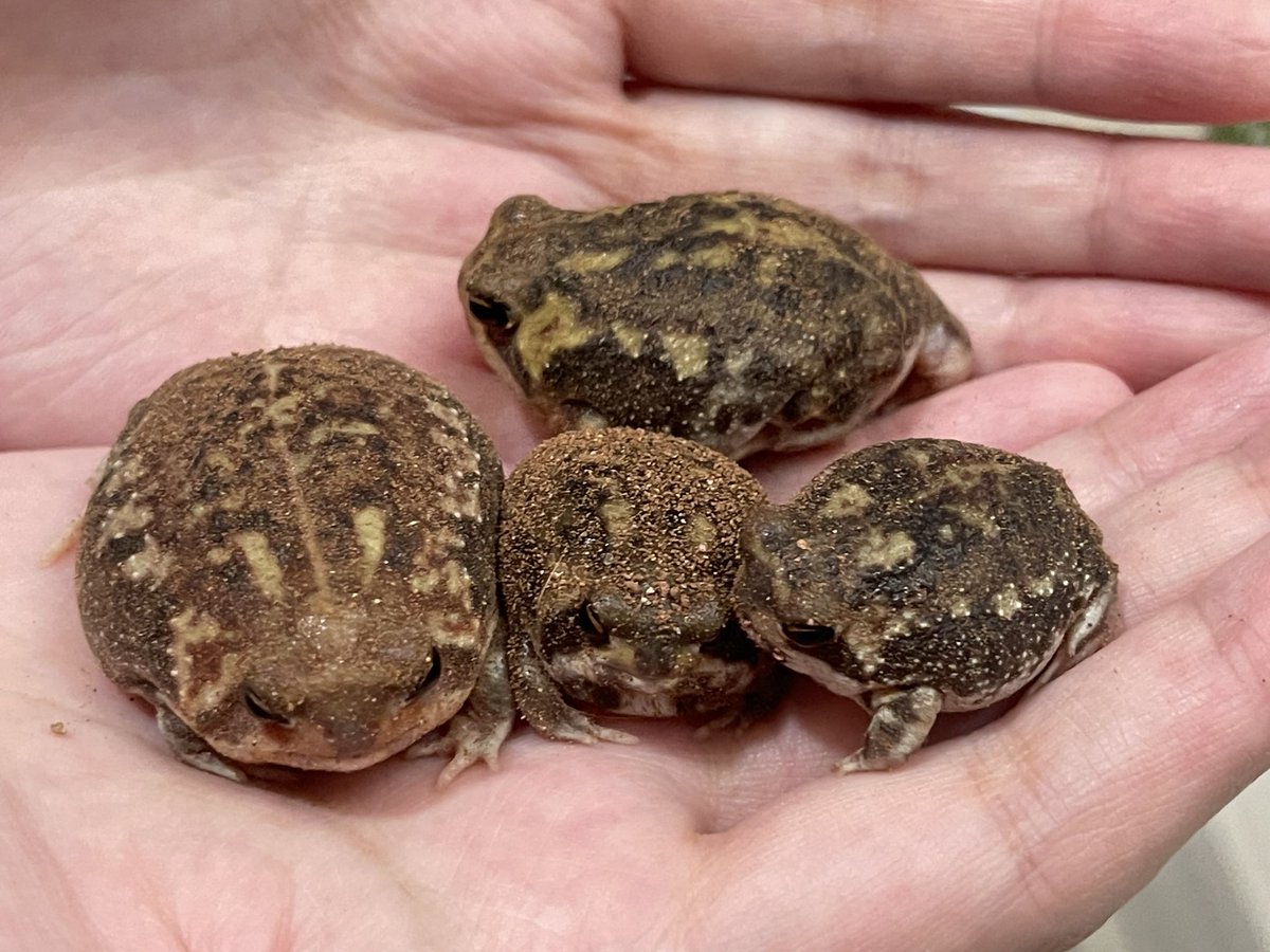 TheRoaringFrog's tweet photo. #Rain 
#Frog
#bushveld
#Breviceps
#Adspersus
Eating day! 
We ate and had a bath!
See you next week. 🐸 https://t.co/YbzlgFqhd3