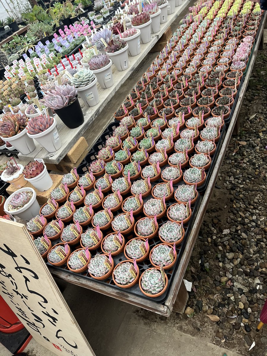 ATT64373442's tweet photo. ヨダレもの🤤
もちろん撃沈😭

#ダニエル祭り　#そわそわ　#ミックスベリア　#くじ運悪すぎ https://t.co/ZMYrYXYy1g