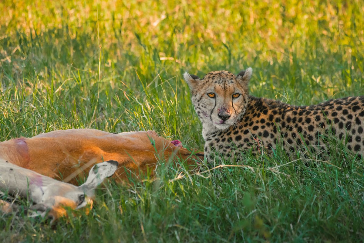 Farewell Dear Kisaru | All will be missing you | Masai Mara | Kenya
#bbcwildlife #earthpix #endangeredanimals #wildlife #discovernature #africanwonders #animalkingdom #cheetah #africanparksnetwork #kisaru #jawsafrica