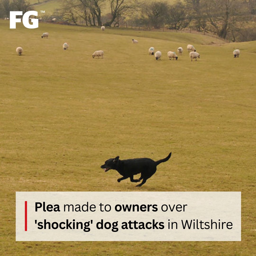 FarmersGuardian's tweet image. 🚨@wiltshirepolice Rural Crime Team confirmed they had attended a number of attacks on #sheep by dogs recently. Officers said on average, they had received two reports a month of #dogattacks which had - in some instances - led to the death of sheep. ⬇️ 
farmersguardian.com/news/4165413/p…