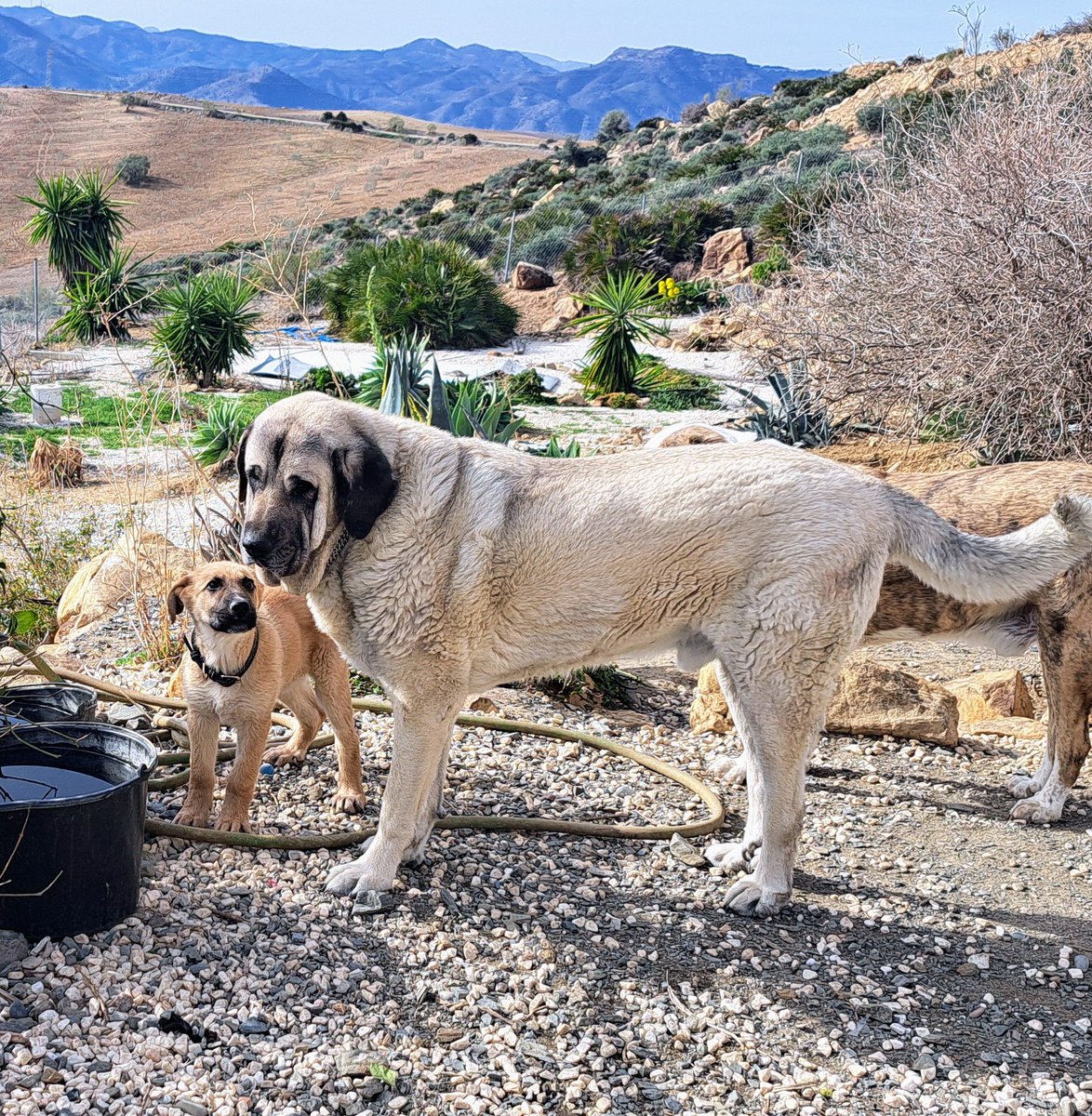 Otto hat den kleinen Xavi aufgenommen und passt schön auf ihn auf.
Auch wenn er manchmal nervt - Welpenpower 😜
#Hundepension #Tierschutz
