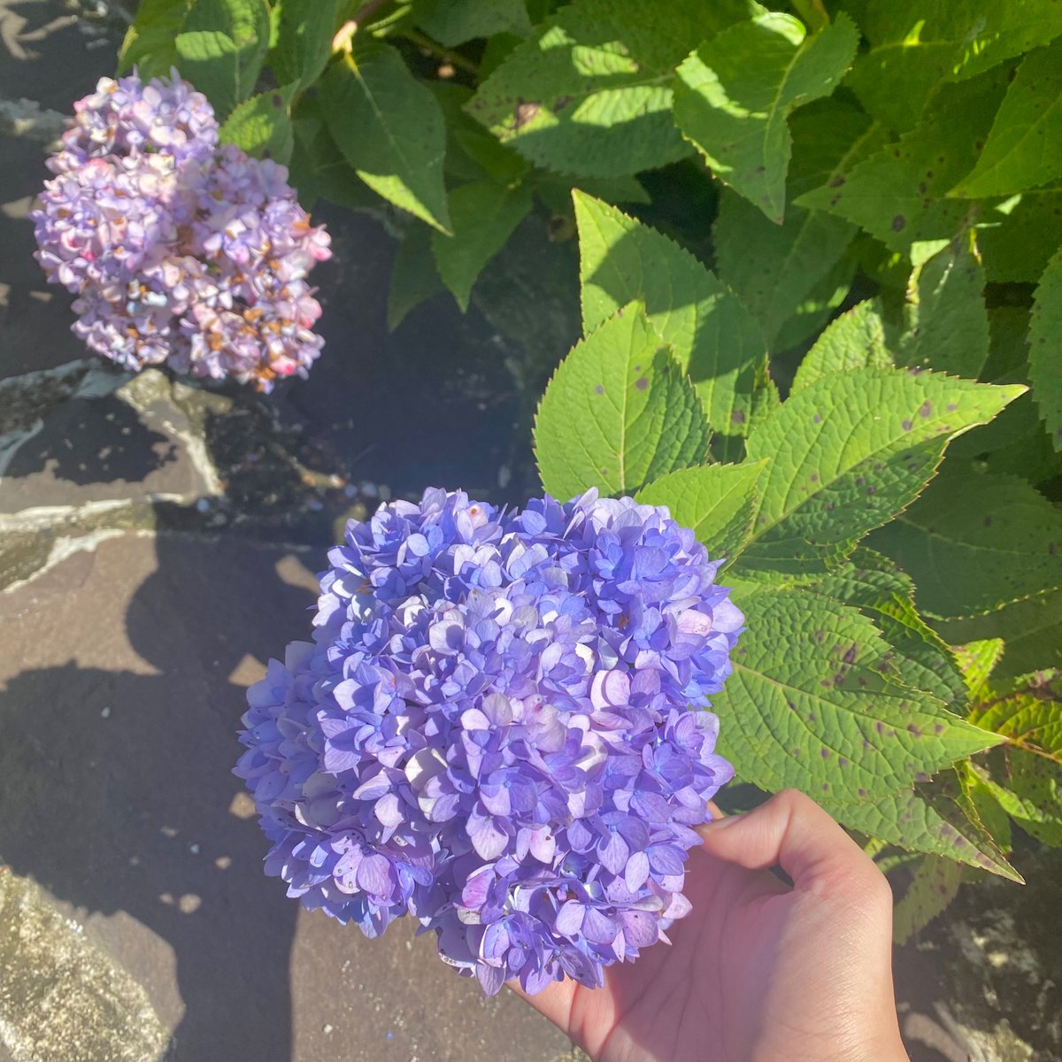 einsme's tweet photo. love to appreciate the little things in life; 
even just a fresh-smelling flower. https://t.co/SYc90pzFIj