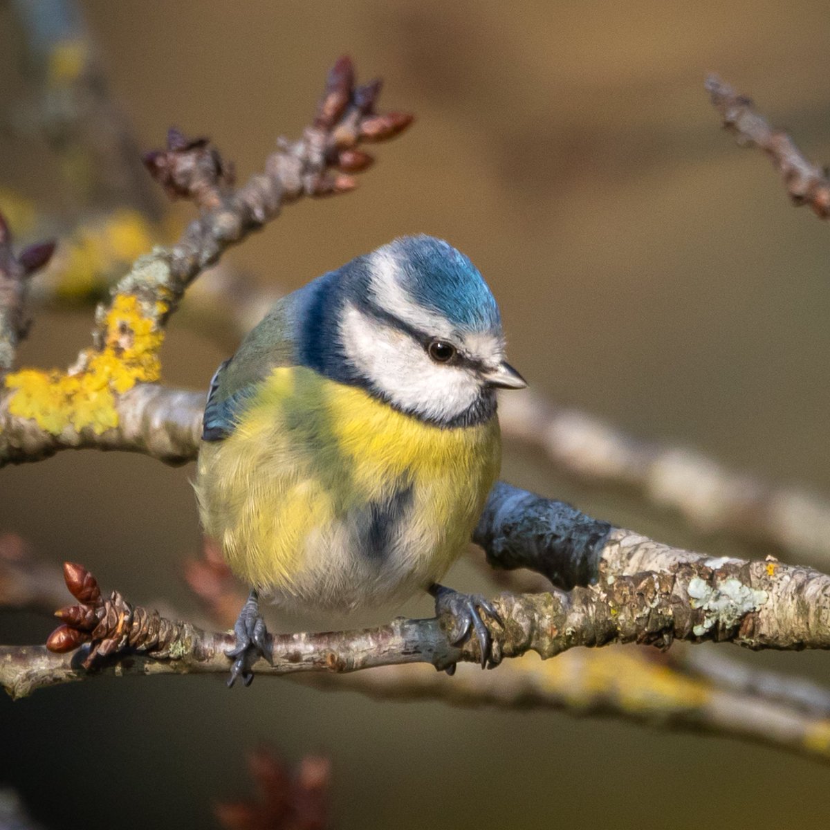 Good morning all. One of the many colourful and cute Blue tits hanging out in the orchard. Wishing everyone a happy and safe Sunday. #TwitterNatureCommunity #TwitterNaturePhotography #naturelovers #nature #birds #birdphotography #wildlife andyjennerphotography.com