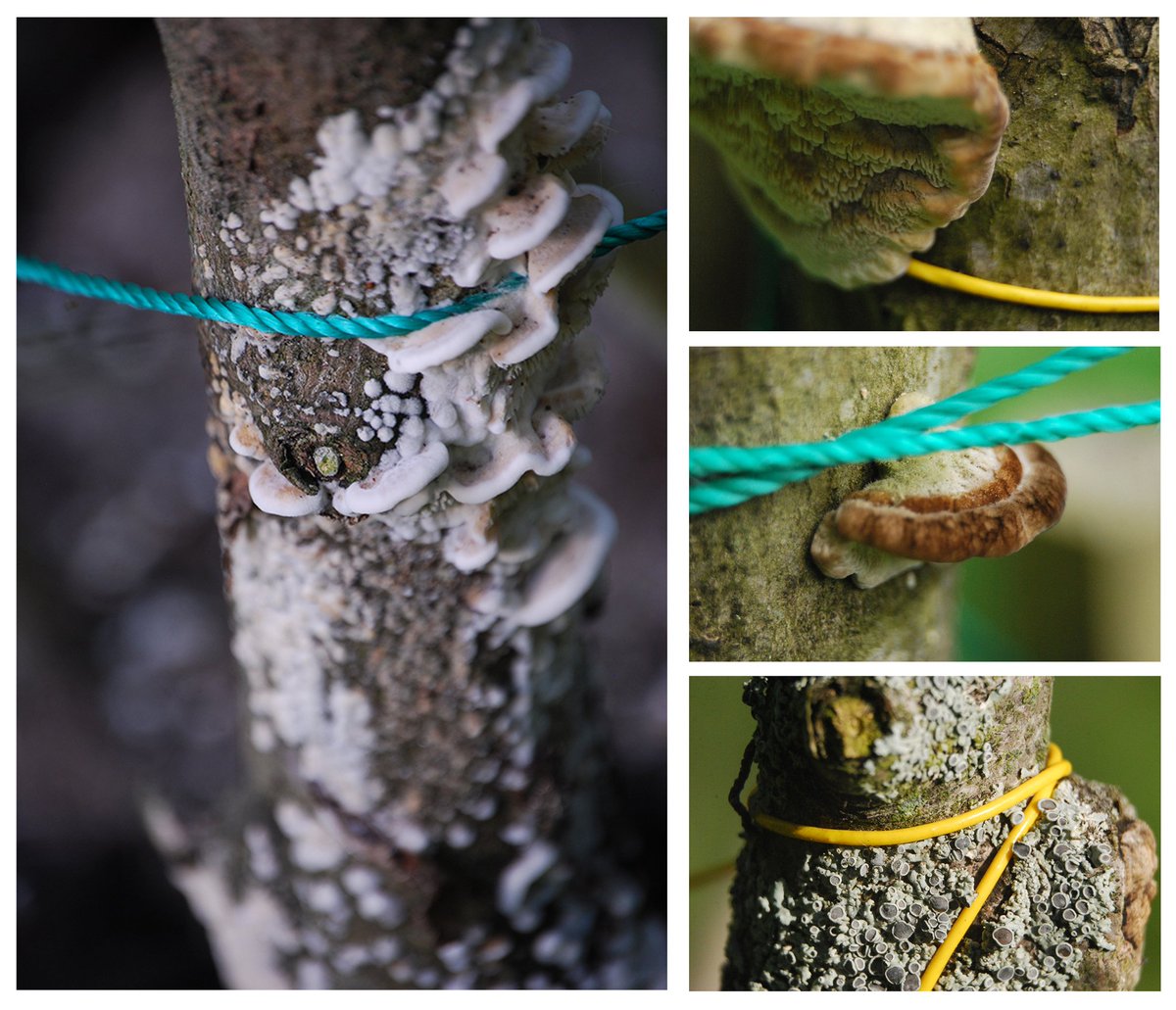 My new series "String Theory" is a fundraising effort for #Tez4Pal in support of <a href="/INARAorg/">INARA</a> !

Each piece is accompanied by an original poem ✨

❤ Supporting evac of children
💚 Supporting mental health 
🤍 4/5 eds @ 5 XTZ 
🖤 5 shares me, 95 shares INARA

Details below 👇