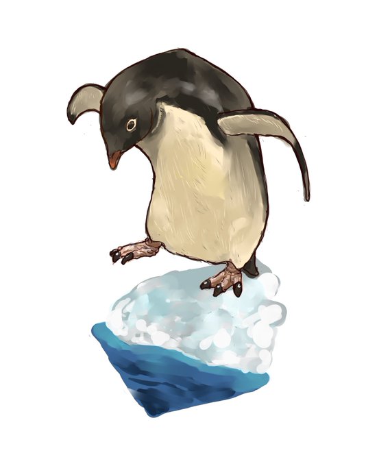 アデリーペンギン。一般的に(つまり本来のダーウィニズムではなく社会ダーウィニズムでは)特殊化の果てには滅びがあり多様性普遍性こそ次代に繋がると考えられがちですが、他の大陸と切り離され寒冷化に向かう南極で生き残って繁栄したのは極端に特殊化した鳥、ペンギンでした。 