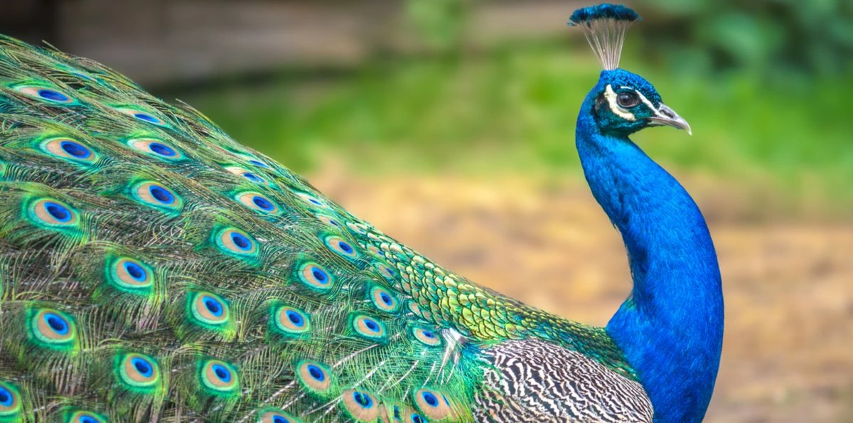 Lucie008's tweet photo. #Mauritius: Happy #Cavadee!! :-) #IleMaurice https://t.co/91Ft2run9A