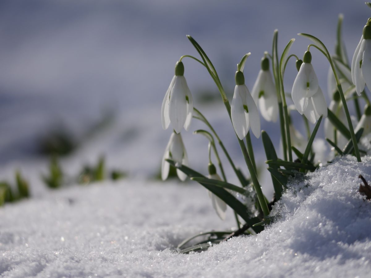 Cropping up from the winter earth, snowdrops herald the coming of spring. Have you seen any yet? Photo: Phil Neagle