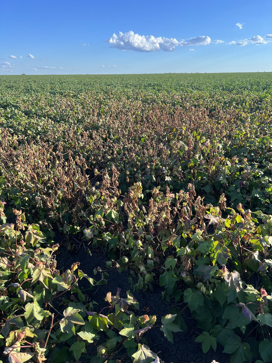 More lightning strikes in the cotton. Interesting seeing the difference in a more advanced crop. #gwydirvalley #auscotton
