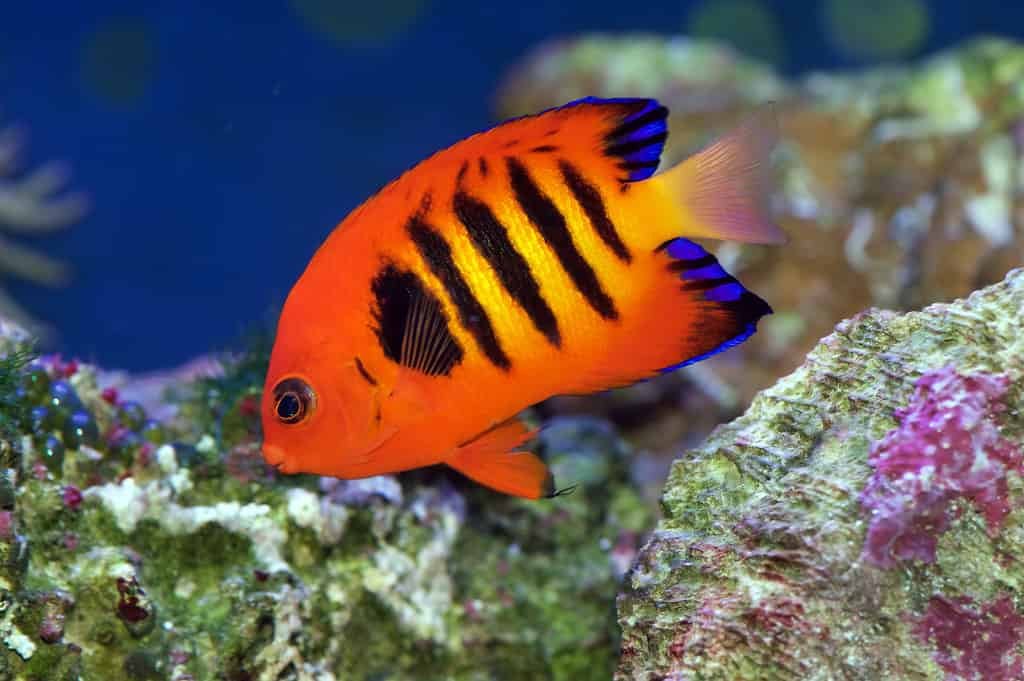 nkaravas's tweet photo. Flame Angelfish - Most Colorful Saltwater Fish

- The flame angelfish (Centropyge loricula) has several other names that you may be more familiar with, such as the flame angel, flaming angelfish, or Japanese pygmy angelfish. 

- They are named for their bright orange bodies. These feature several vertical black bars. The tail fins sport violet-blue edgings. Males of this species are larger than their female counterparts, as well as more colorful.