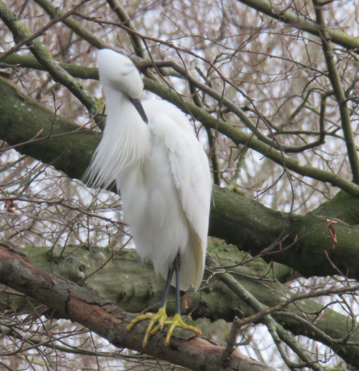 Yes, the Little Egrets were there too at the Big Wetland Birdwatch @MordenHallPkNT.  Look at those big yellow feet! #birdwatch2024 @BBCSpringwatch