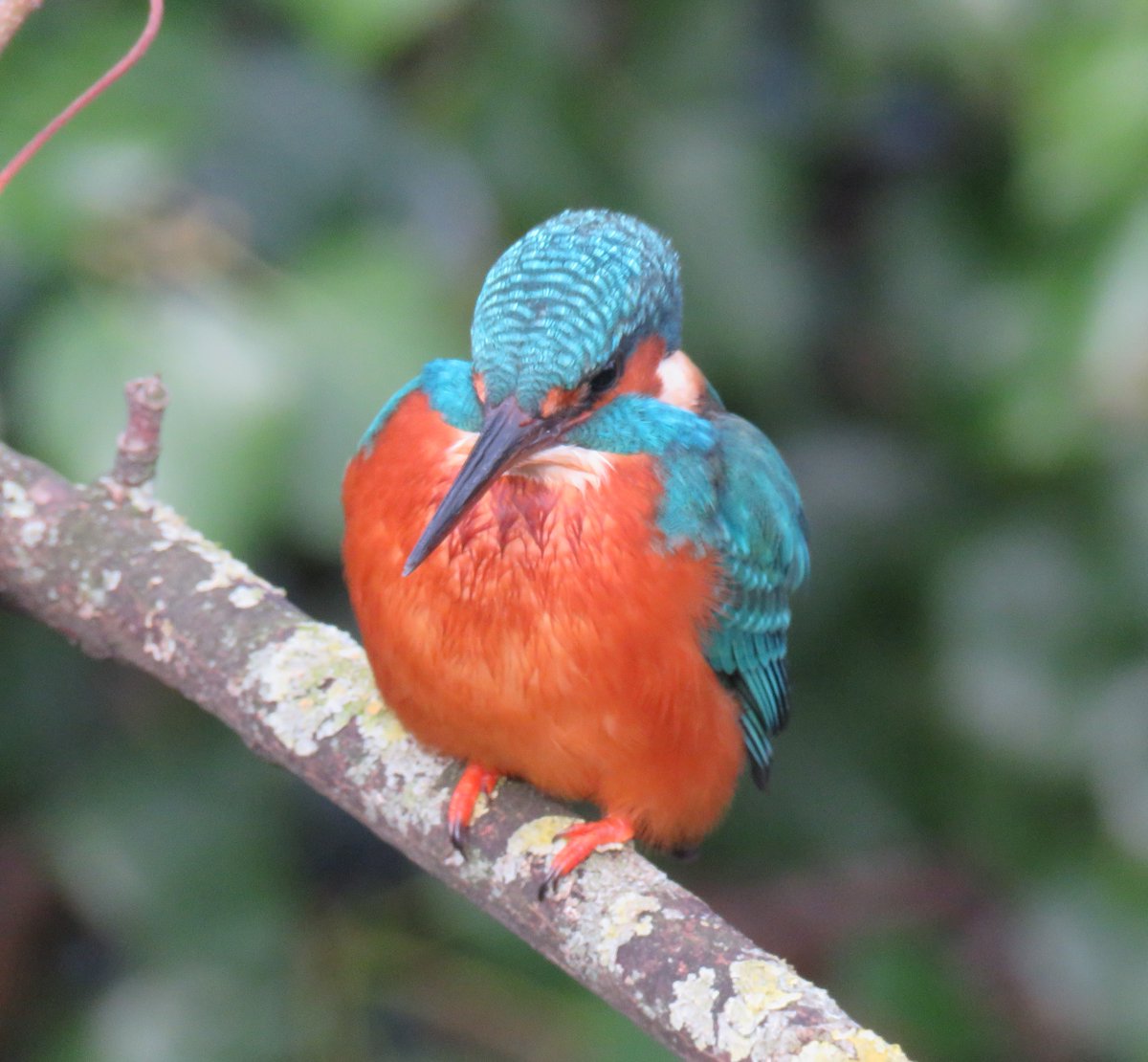 We had a fantastic day of birding @MordenHallPkNT for the Big Wetland Birdwatch #birdwatch2024 yesterday. The highlight was this #Kingfisher fishing very intently along one stretch of water. @BBCSpringwatch