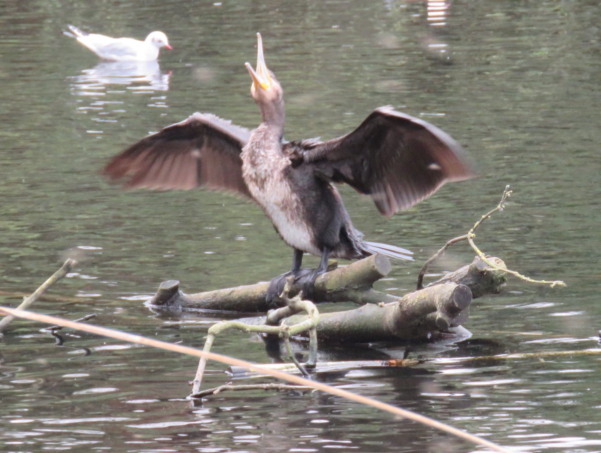 And finally, a comorant @MordenHallPkNT #birdwatch2024 for the Big Wetland Birdwatch.  stretching its wings and having a yawn - what a balancing act!