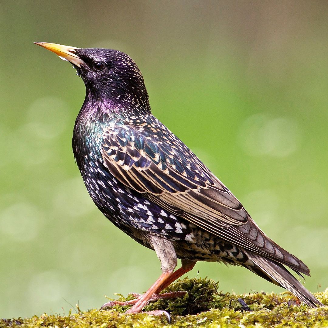 As we gear up for the <a href="/RSPB/">rspb</a> #BigGardenBirdwatch next weekend, let's spotlight the starling. These social birds create stunning formations while flying together at sunset. This is known as a murmuration, due to the noise made by the many flapping wings of a flock in flight. 🐦
