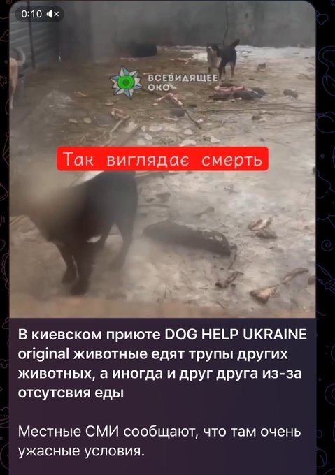 Can you imagine some Costa Rica shelter needs 150K dollars monthly to feed 1500 animals so  they write