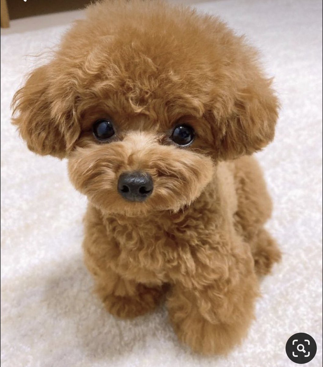 اون روی سگ منو بالا نیار 
اون روی سگ من