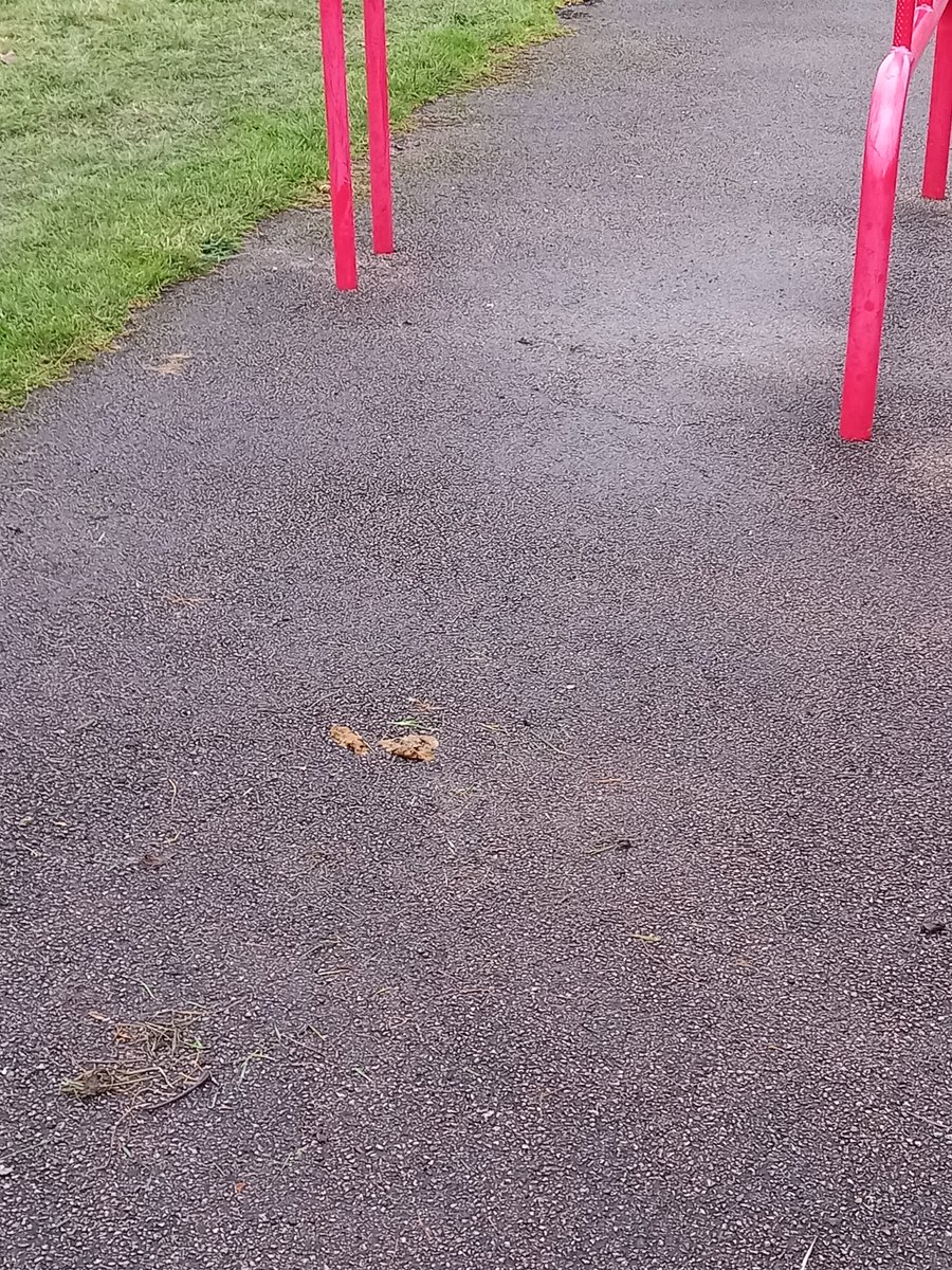 DinnerYul's tweet photo. Pre #StormIsha workout at the outdoor gym in #Wavertree Park 
Thanks dogwankers for not being arsed about leaving your mess! https://t.co/gWuAUPos7A