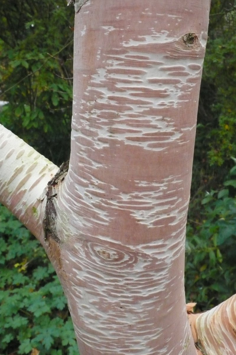 SLGardens's tweet photo. We have many trees in the woodland walk with interesting bark and how important they become on drab January days
#Bark #JanuaryJoy #InterestingTrees #Woodland #YorkshireGarden https://t.co/9Ji2eUcGBN
