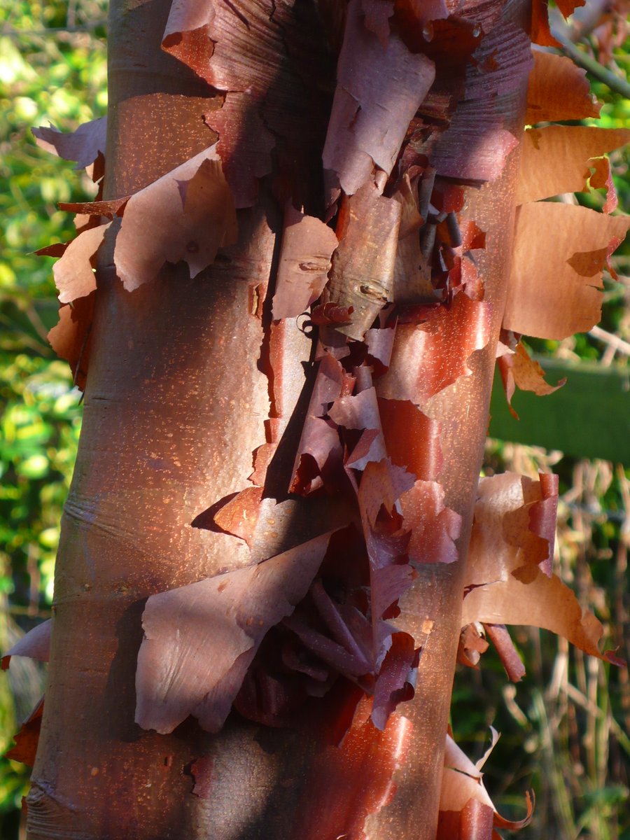 SLGardens's tweet photo. We have many trees in the woodland walk with interesting bark and how important they become on drab January days
#Bark #JanuaryJoy #InterestingTrees #Woodland #YorkshireGarden https://t.co/9Ji2eUcGBN