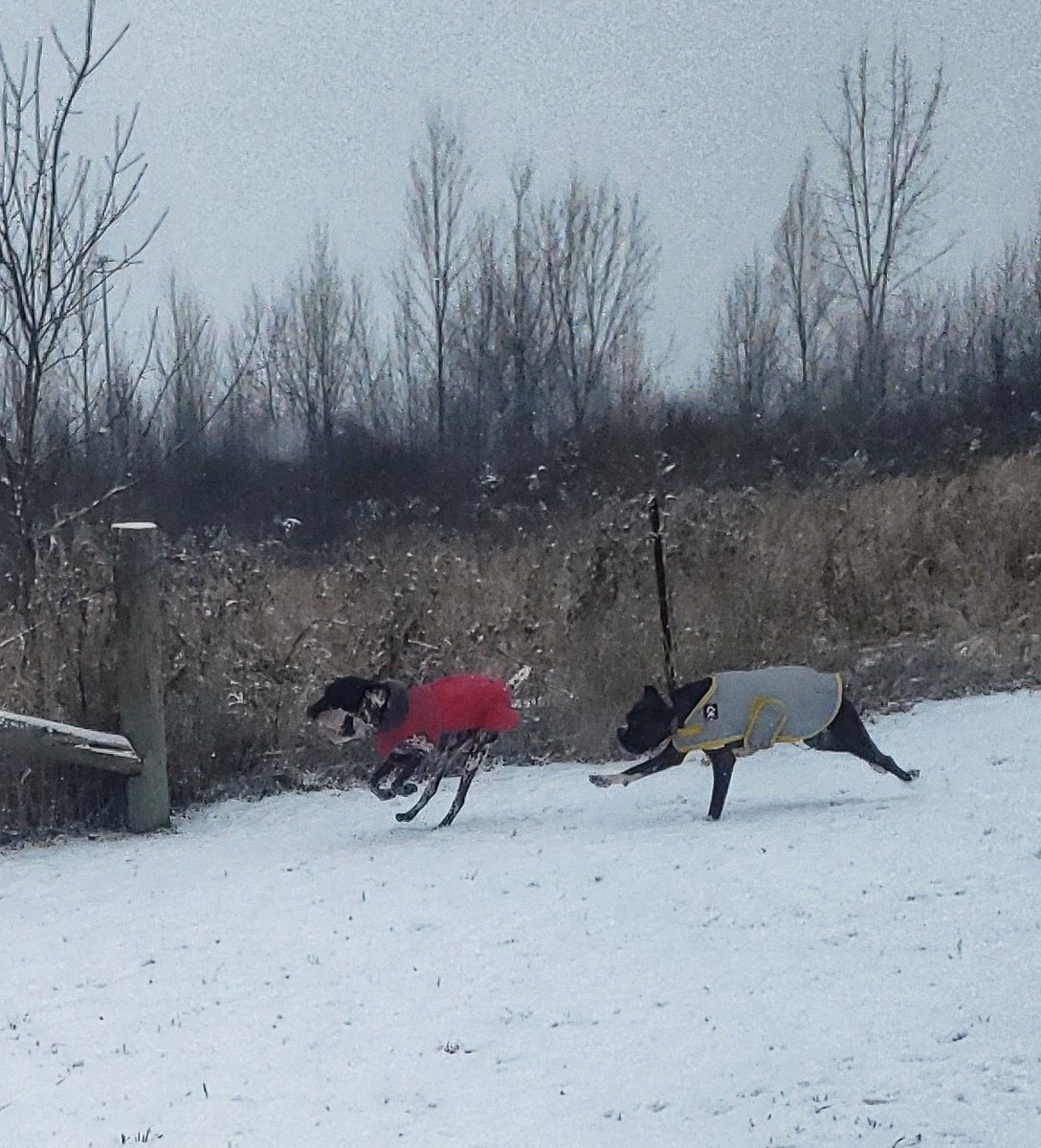 One way to combat the cold - keep moving!!
😁❤🐾🥶🐕🐶
#Sundayshenanigans #Sundayfunday #parkpals #happydogs #walkinthedoginwhitby #walkinthedog