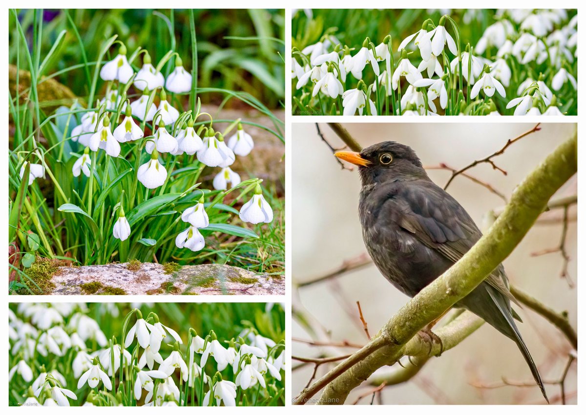 In Switzerland the snowdrop is called the “amselblümli”, or “black bird flower”, because it blooms in late-winter when the amsel (blackbird) starts to sing its most beautiful song. Together the flower and bird herald the end of winter and coming of spring. #FolkloreSunday #nature