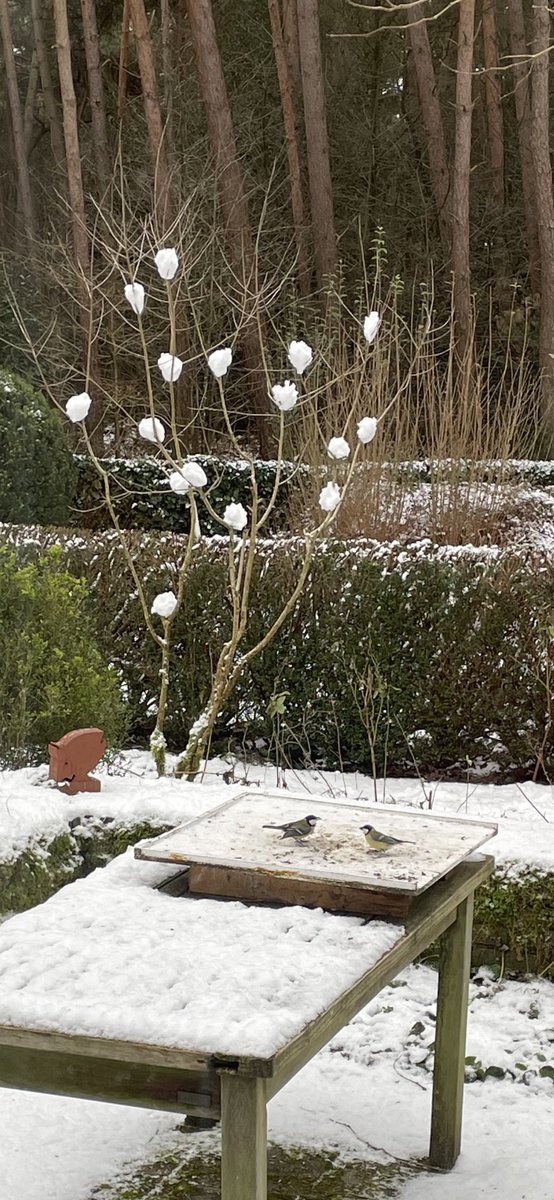 Sneeuwballenboom 🥳