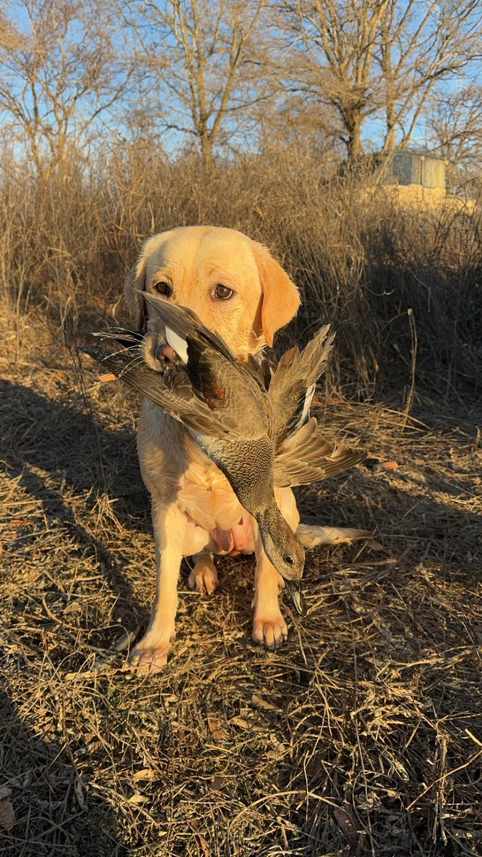 Officially a duck dog