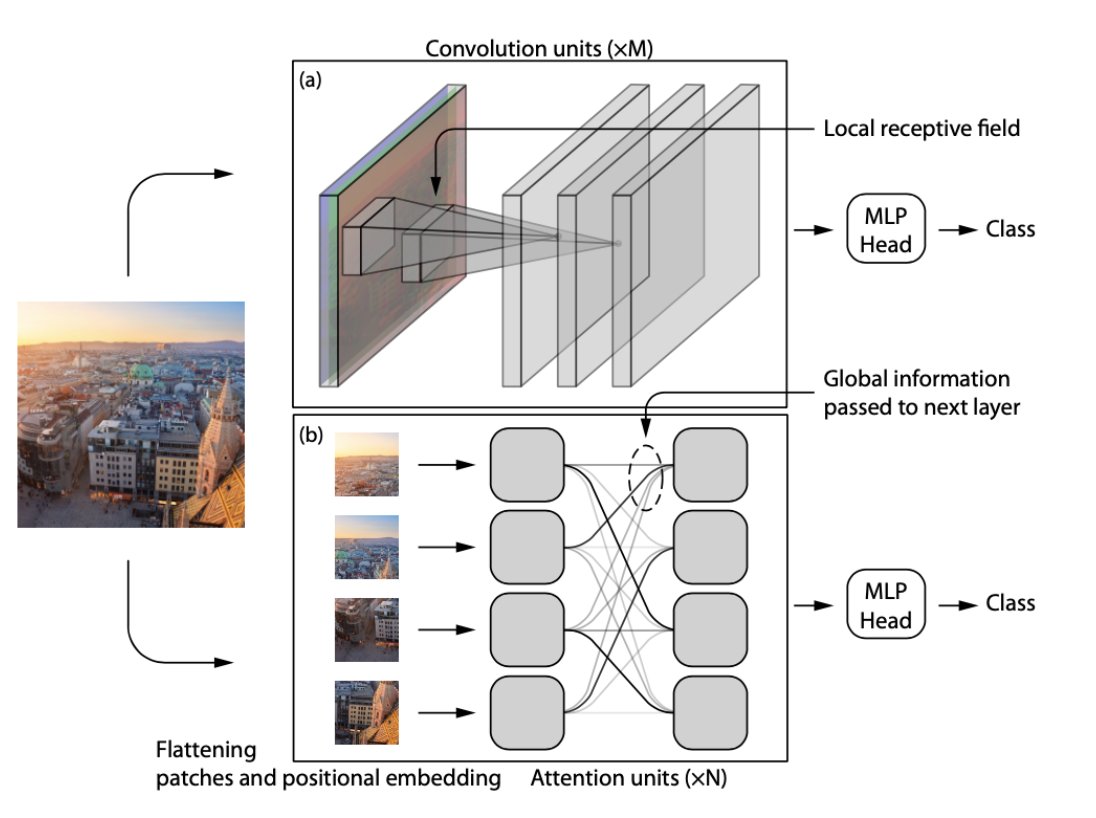 GuvercinGoktug's tweet photo. Transformers vs Convolution:
--------------------------------

Neural network architectures designed for dense prediction tasks like segmentation and depth estimation generally consist of an encoder to extract the feature representations of given input and a decoder to aggregate all those features into final prediction. In accordance with this, the studies in neural architectural research mostly focus on the design of the decoder to find out correct feature aggregation strategy. The main problem is that it is not possible to retrieve or recover vanished information in decoder part, so encoder has also significant role here. 

In convolutional encoders, downsampling operation is commonly applied by either pooling operations or strided convolution, and this is performed in progressive manner. Its first contribution, of course, increases total scope where the features can see in terms of entire image, which is called as receptive field. Furthermore, as the feature maps are downscaled more and more, their low level representations are brought together for the generation of more generalizable and high level features. Since total resolution of those feature maps is constantly decreasing in this process, the network become capable of generating more number of features without exceeding memory and computational constraints.

Transformer backbones do not do such downsampling; they forego that stage, and maintain feature representations in constant dimensionality after initial embeddings are computed. This actually provides huge advantage for transformer-based encoders because convolution loses out granularity in feature space due to downsampling, and how much it can be recovered in decoder stage is still controversial. This kind of problem has the potential to affect the preservation of contours, geometrical consistency and continuity inside histopathological images, curvilinear systems like vessels and anatomical structures observed in endoscopic procedures (colon, lumen etc). Eventually, their segmentation and depth estimation are getting more difficult. 

Another interesting point that we need to care about while comparing transformers with convolutional encoders is actually their global and local scope hierarchy: Convolution operation is actually carried out by small learnable filters, so convolution layers can perceive and learn only the local region which their filter fits into. This shows that they posses local learning strategy, and thereby reaching limited receptive field per convolution layer. That is why the design of deep architectures by stacking so many layers to acquire sufficiently broad context and receptive field becomes a must in convolutional models. 

To mitigate these problems in convolutional encoder, the following strategies can be used:

- ASPP
- Usage of skip connections
- DualScaleNet approach
- Deformable convolution
- Training with higher input resolution

Recommended Papers:

- Vision Transformers for Dense Prediction
- UNETR: Transformers for 3D Medical Image Segmentation
- ConvNets Match Vision Transformers at Scale
- CvT: Introducing Convolutions to Vision Transformers
- Are Convolutional Neural Networks or Transformers more like human vision?