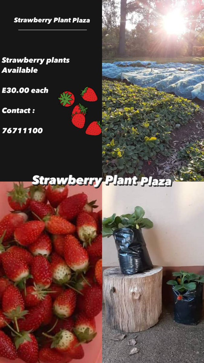 simnikiweshaba1's tweet photo. #tinitwitter #eSwatini #swaziland

Strawberry season is around the corner, get your own plant to enjoy the fruits. https://t.co/7oquiGZsyV