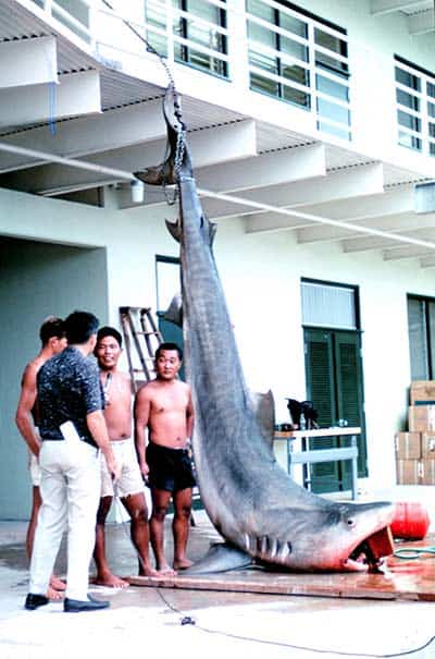 Hilo_Escarlata's tweet photo. 🦈🔍 *El Enigma del Tiburón y el Asesinato en 1935* 🔎🦈

Sumérgete en una historia macabra que se oculta tras las aguas australianas. En 1935, un tiburón reveló un siniestro secreto al vomitar una mano tatuada. 🌊🕵️‍♂️ #MisterioMarino #Asesinato1935 https://t.co/OHR6O9O7ta