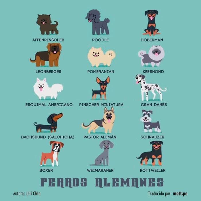 Hello again. Lili Chin designed and illustrated these dogs. The English ones and secondly the German dogs. Funny to see them