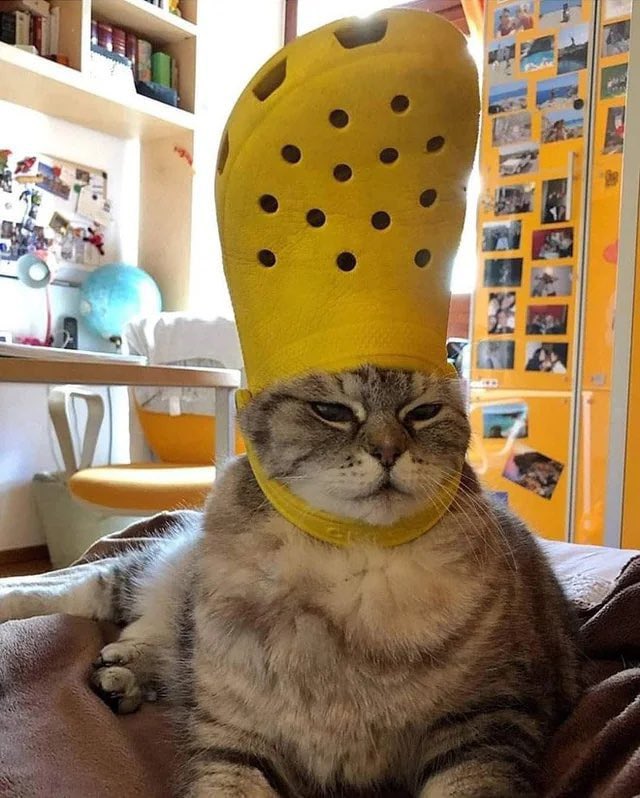 crocthecat's tweet photo. @Yourpop8 1000x $croc https://t.co/1YcO58bfri