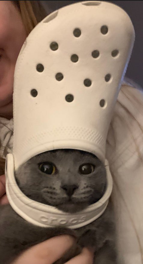 crocthecat's tweet photo. @BenArmstrongsX https://t.co/dn5jfCzN6I