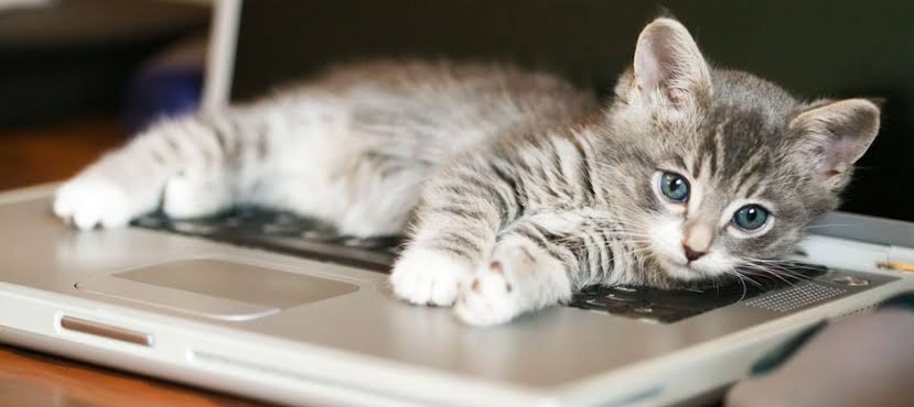 NikhareVedant's tweet image. Sunday plans: Napping on the keyboard and accidentally creating a groundbreaking new coding language 😂😂. #LazyCoder #CatScript
