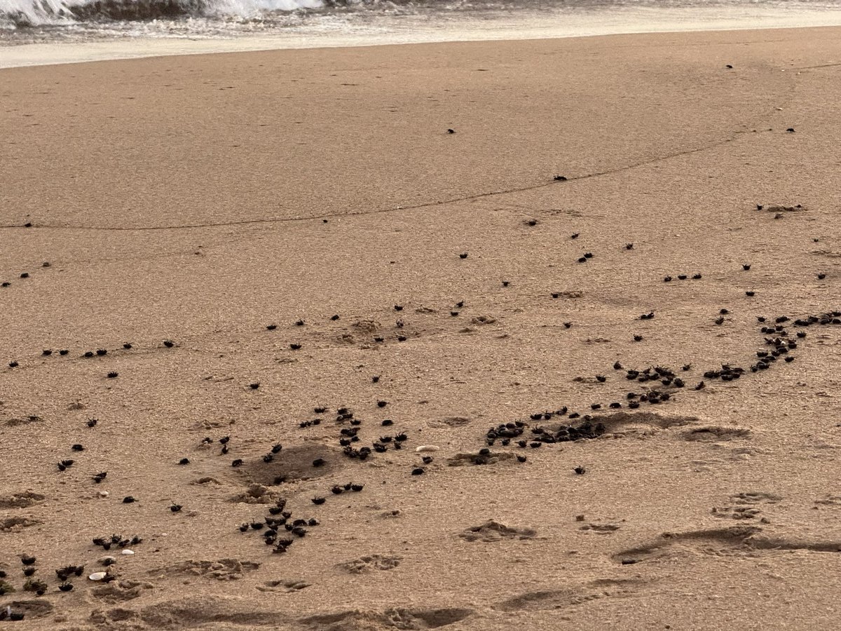 The_view_of_Leo's tweet photo. #Invasión de #Cascarudos en la #playa #puntanegra #maldonado #uruguay @MonteCarlo930 @InvernizziMario @La_Pedrera @emekavoces @MarinaFauna @PuntadelEsteS @leosarro @MeteorologiaUy @elpaisuy @PAOLA_FIEGE @fmgenteradio https://t.co/hUZkhwtc8H