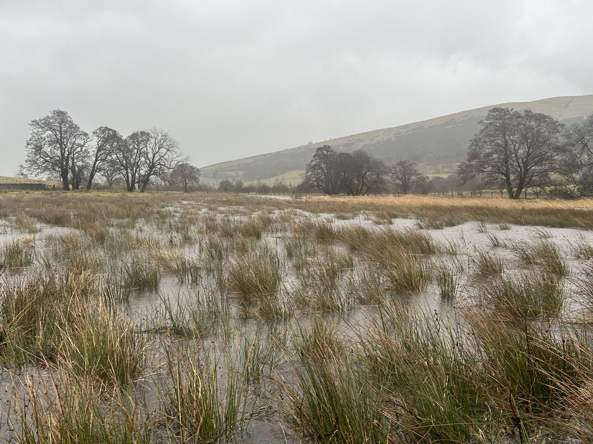 River rewiggling - a nerdy wet day update If you hate this kind of thing you’ll hate this - go dredging instead This is a little upland floodplain on a very wet day - doing what floodplains are meant to do - flood