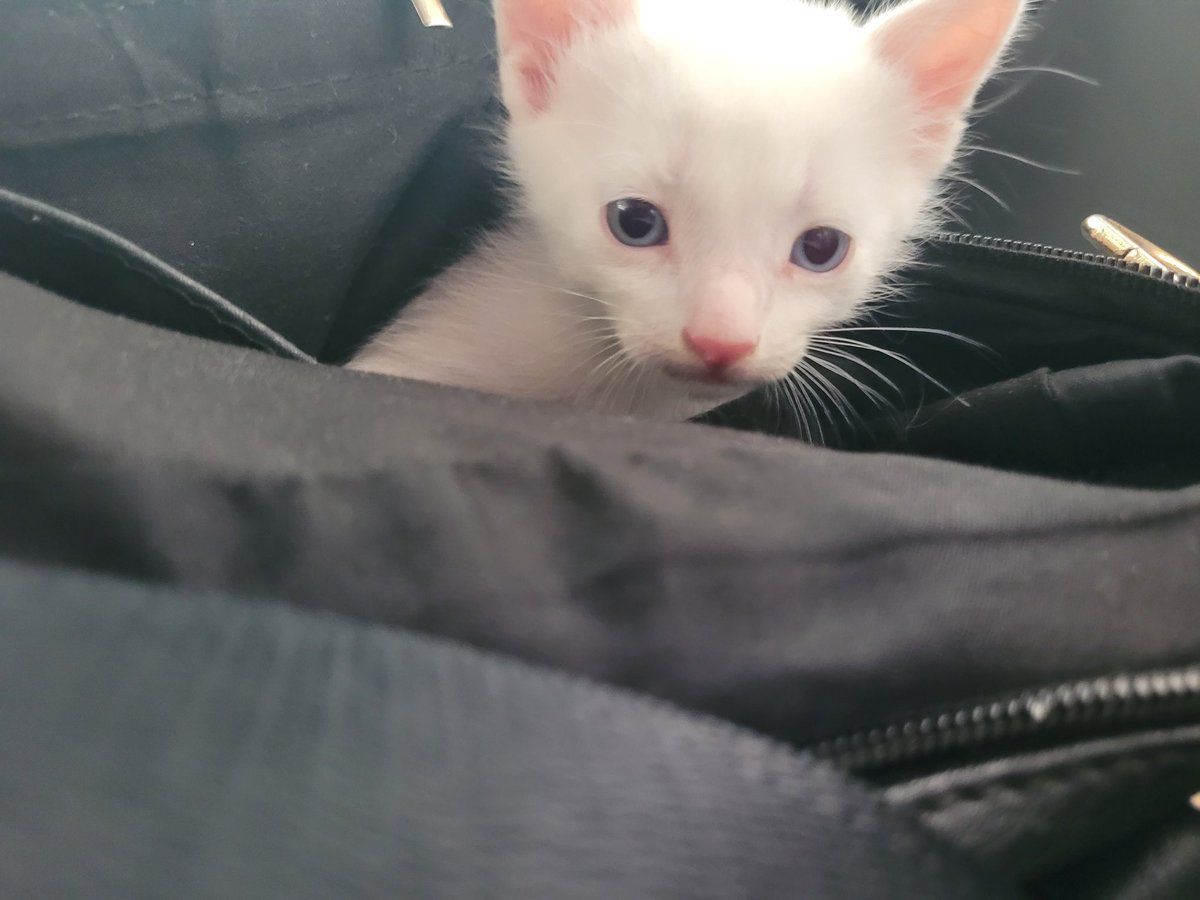 shwiinyo's tweet photo. GOZINHO VEIO PRA CASA 😭💞🥳 https://t.co/R7J6OYEDuC