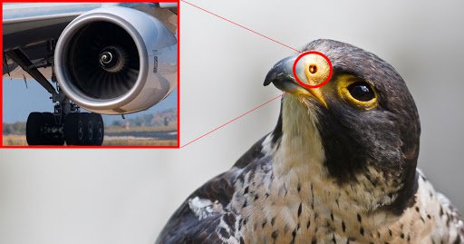 The air entering a peregrine falcon's nose during its high speed dives (320 km/h) would cause its lungs to explode, but bony tubercles in its nares safely regulate the passage of air. 

Engineers solved the air intake in jet engines in a similar way.