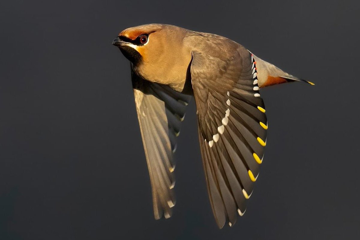 Phil Gower tweet media