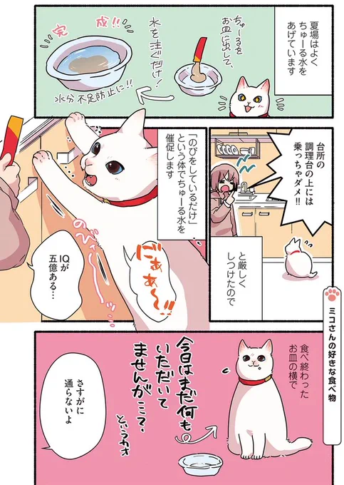 💥当たり屋してくる猫の話🐈😂
#漫画がよめるハッシュタグ 
#愛されたがりの白猫ミコさん 