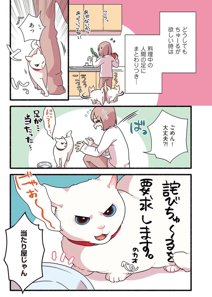 💥当たり屋してくる猫の話🐈😂
#漫画がよめるハッシュタグ 
#愛されたがりの白猫ミコさん 